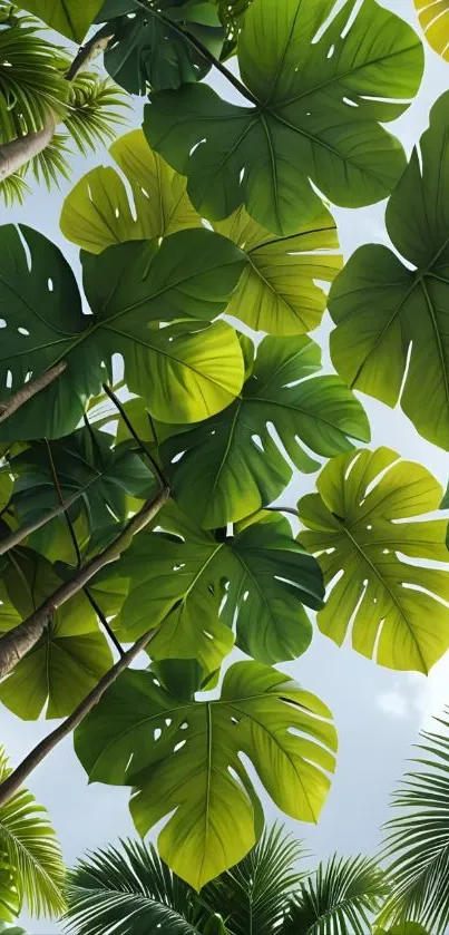 Lush tropical leaves viewed from below against the sky.