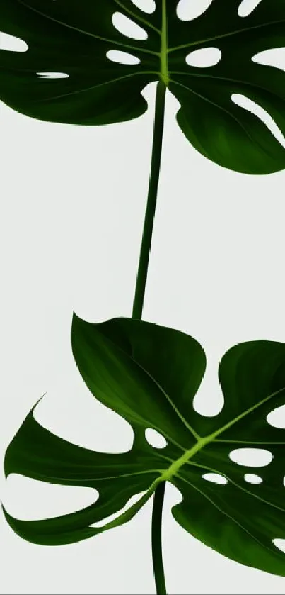 Mobile wallpaper featuring two large, detailed monstera leaves on a simple background.