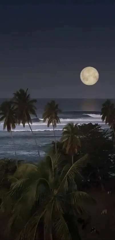 Tropical beach with full moon and palm trees at night.