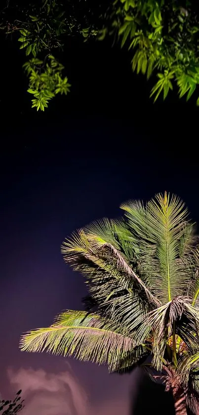 Tropical palm tree against a dark night sky.