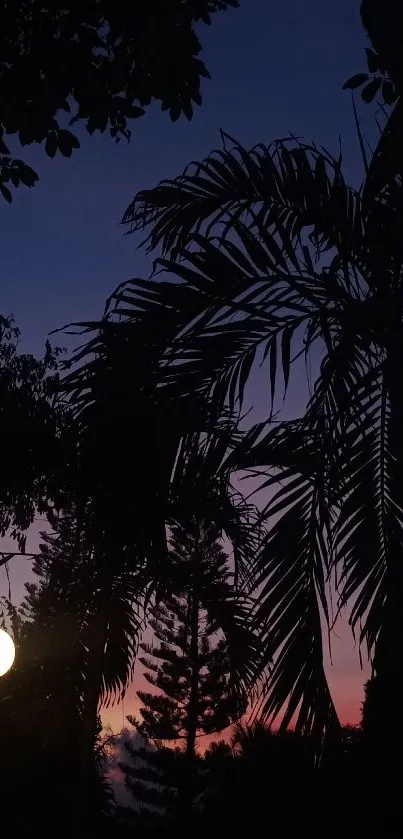 Tropical night sky with silhouetted palm trees.