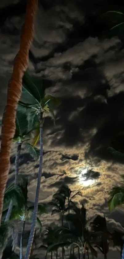 Tropical night sky with palm trees silhouetted against a cloudy moonlit backdrop.