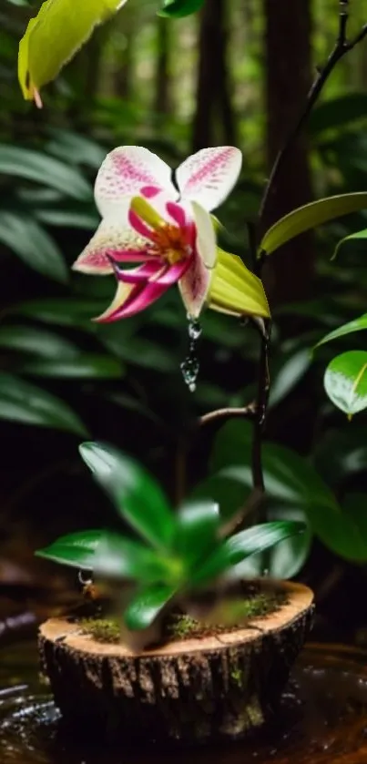 Orchid in a lush tropical forest with vibrant green foliage.