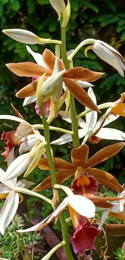 Lush garden with vibrant tropical orchids.