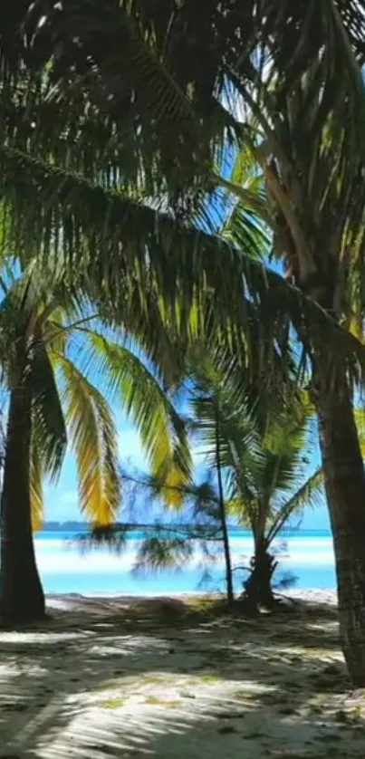 Tropical beach with palm trees and blue waters.