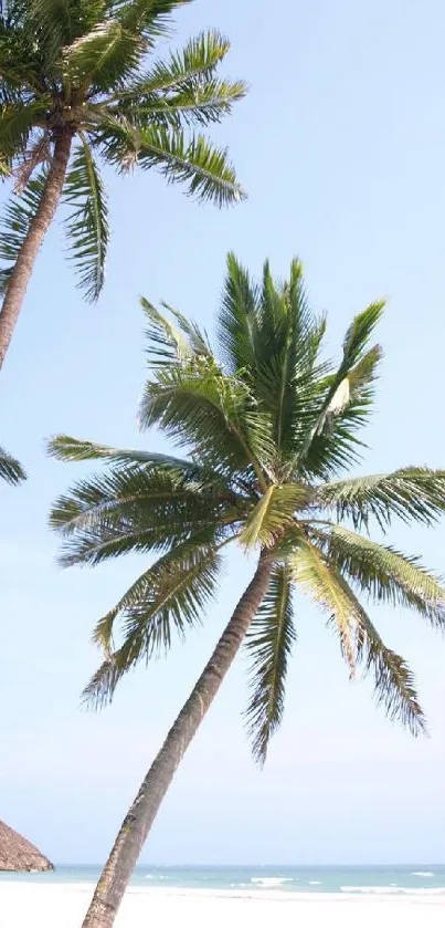 Tropical beach with palm trees and blue sky, perfect for phone wallpaper.