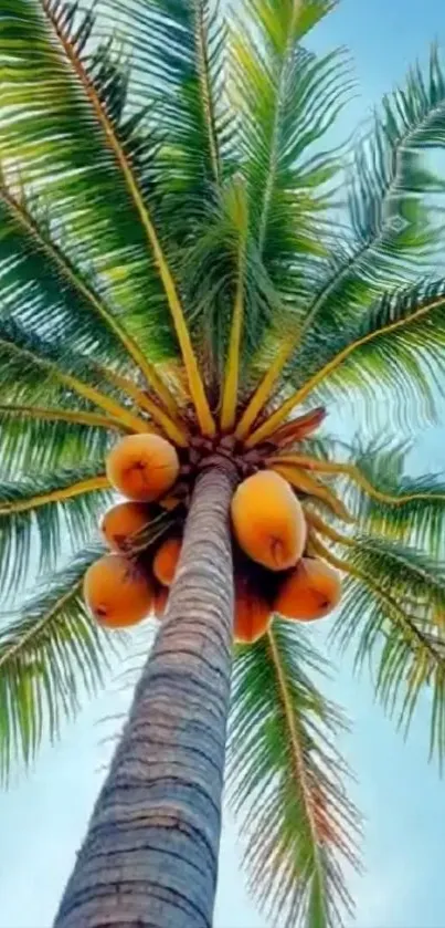 A vibrant upward view of a tropical palm tree with ripe coconuts against the blue sky.