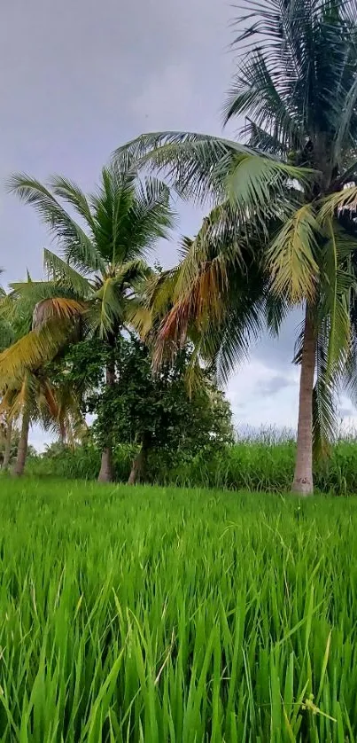 Lush green field with palm trees under a cloudy sky.