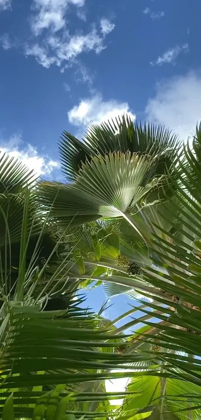 Lush tropical palm leaves under a bright blue sky.