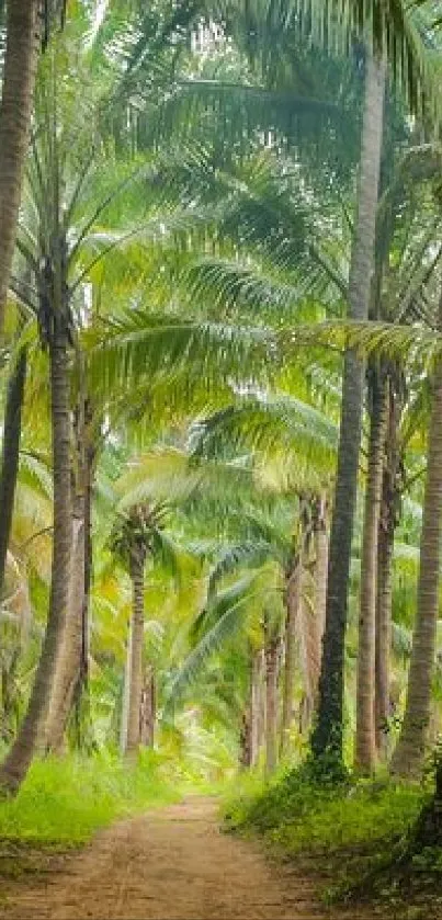 Lush tropical path with towering palm trees, perfect for a serene phone wallpaper.