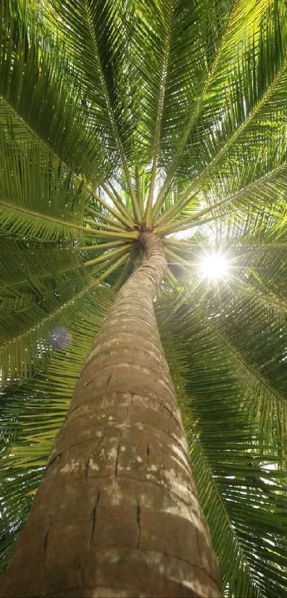 Upward view of a palm tree with green leaves under the sun.