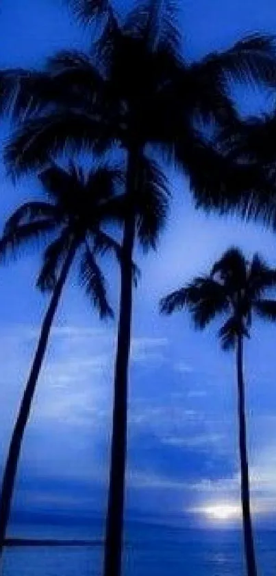 Palm trees silhouetted against a blue sunset sky.