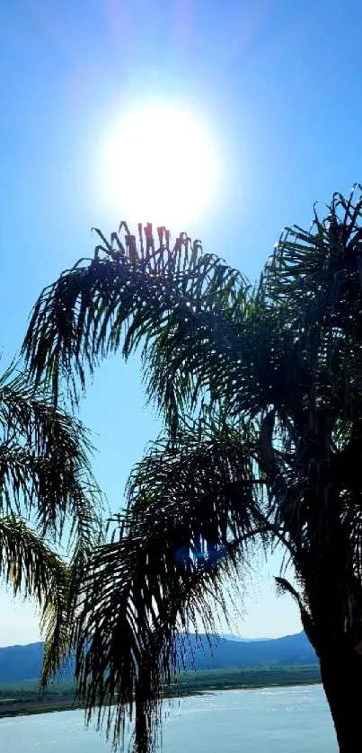 Tropical wallpaper with silhouetted palm trees against the bright sun and blue sky.