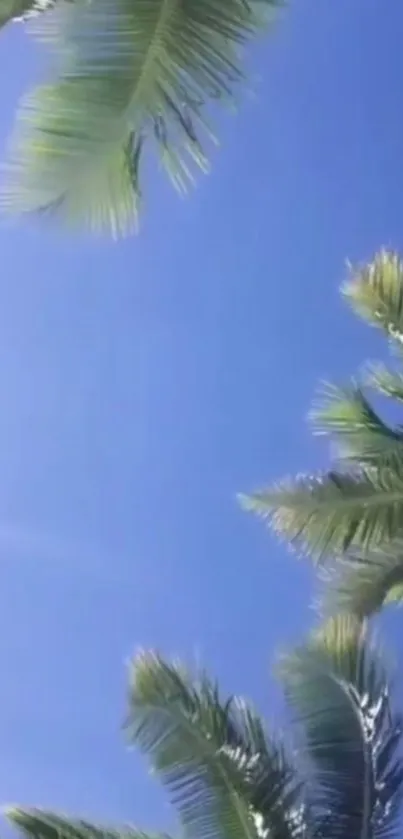 Lush palm trees against a blue sky.