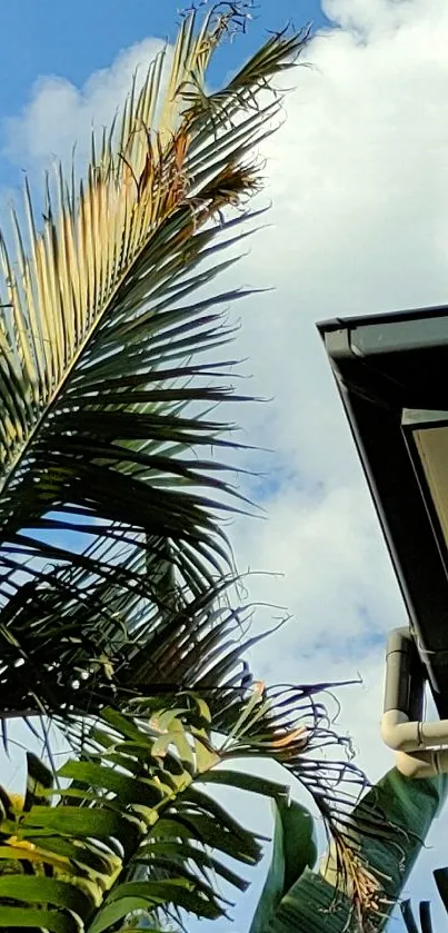 Tropical view with palm leaves and blue sky.