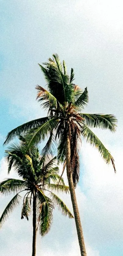 Mobile wallpaper of tall palm trees against a bright blue sky.