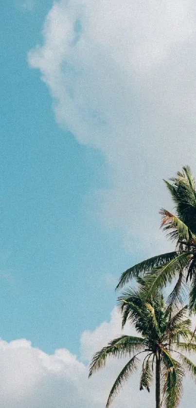 Beautiful tropical palm trees against a bright blue sky with fluffy clouds.