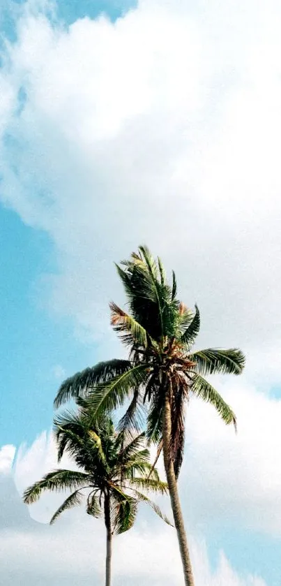 Tropical palm trees against a bright blue sky, perfect for phone wallpaper.