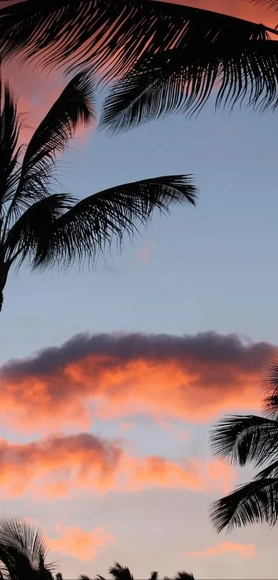 Silhouetted palm trees against a colorful sunset sky.