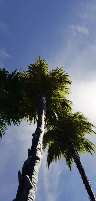 Tall palm trees reach skyward with sunlit blue sky.