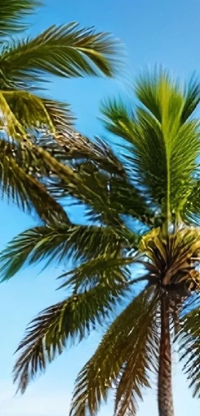 Palm trees against a clear blue sky wallpaper.