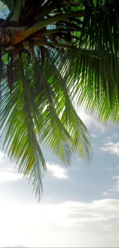 Tropical palm tree leaves against a bright blue sky wallpaper.