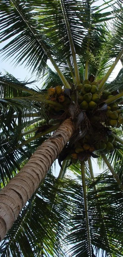 Upward view of a tall tropical palm tree with lush green leaves.