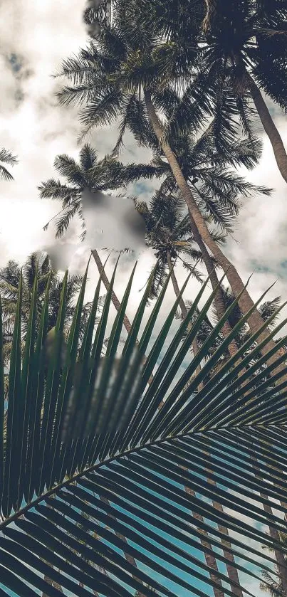 Tropical palm trees with a blue sky background.