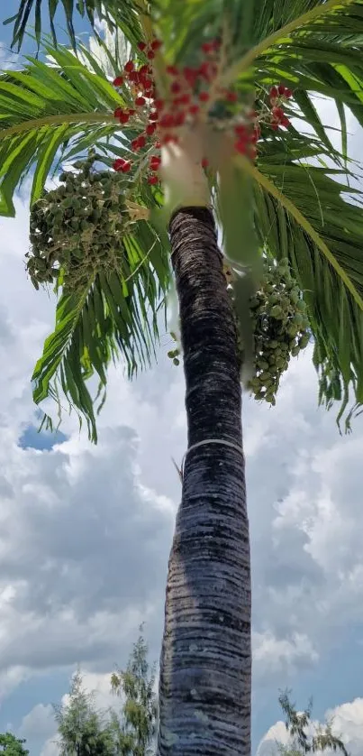 Upward view of a tall palm tree against a bright sky with lush green leaves.