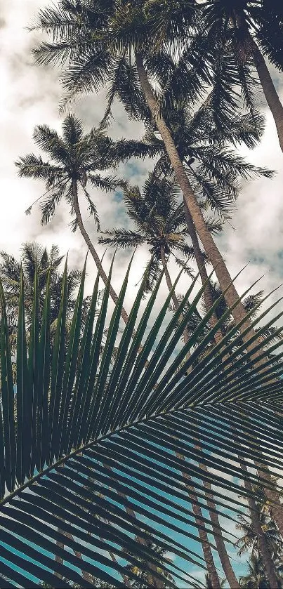 Tropical palm trees against cloudy sky.