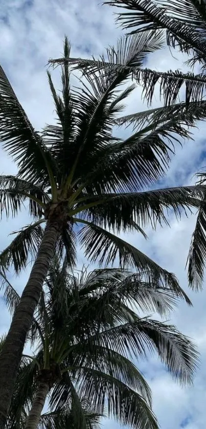 Palm trees under a scenic sky, perfect for mobile wallpaper.