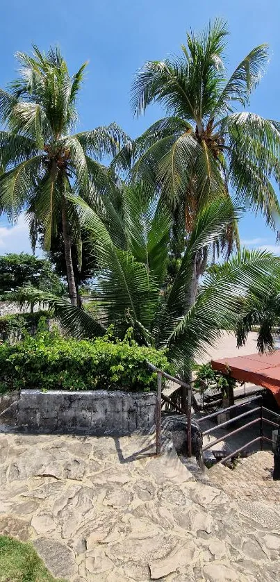 Tropical walkway with palm trees and stone path under a clear blue sky.