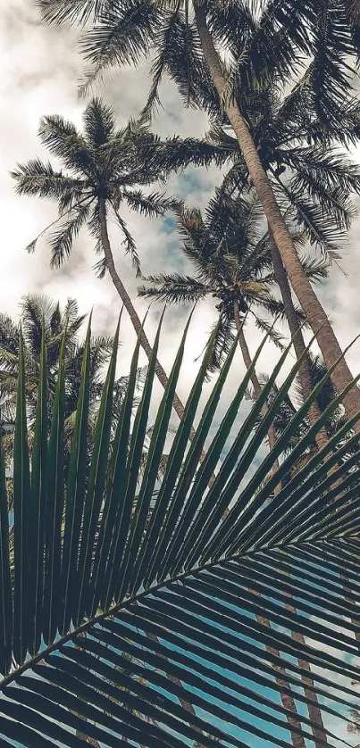 Tropical palm trees with lush green leaves against a cloudy sky.