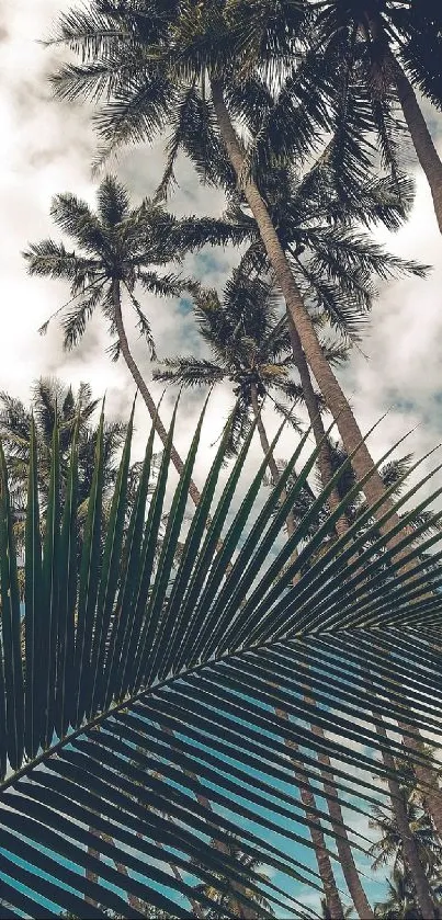 Tropical palm trees under a cloudy sky