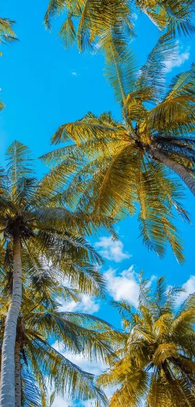 Tropical palm trees under a bright blue sky, perfect as a mobile wallpaper.