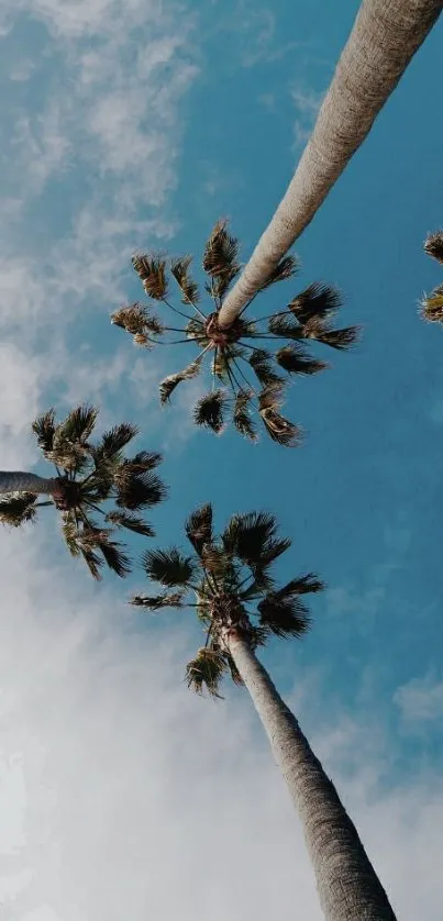 Looking up at palm trees against a clear blue sky.