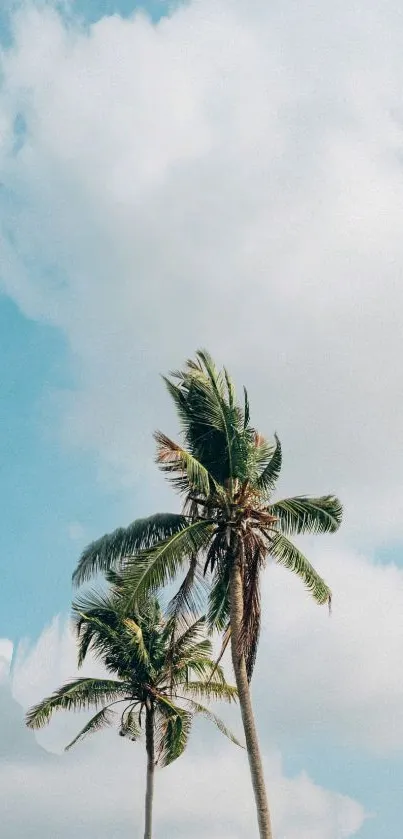 Tropical palm trees under a bright blue sky with fluffy clouds.