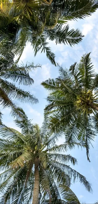 Tropical palm trees under a bright blue sky.