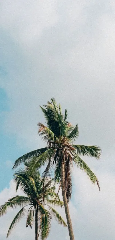 Tropical palm trees against a clear blue sky.