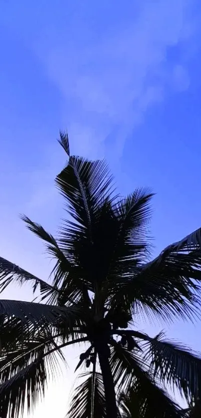 Silhouette of palm trees against a blue sunset sky.