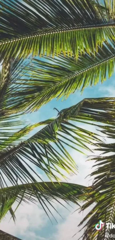 Tropical palm trees against a bright blue sky, ideal for mobile wallpaper.