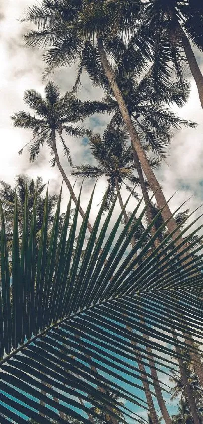 Tropical palm tree wallpaper with cloudy sky.