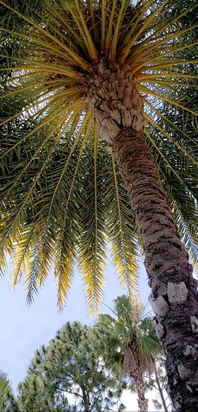 Palm tree view from below under clear sky.