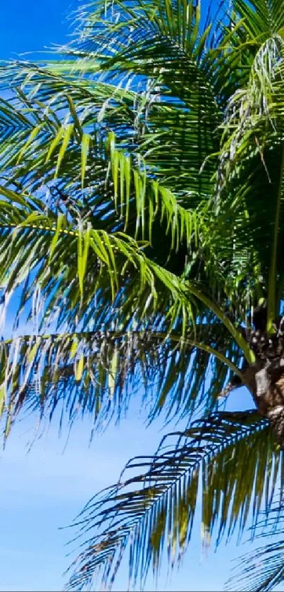 Vibrant green palm tree against a clear blue sky creates a tropical mobile wallpaper.