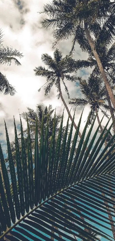 Tropical palm trees under a cloudy sky.