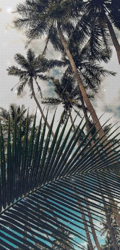 Tropical palm tree wallpaper with lush green leaves against a cloudy sky.