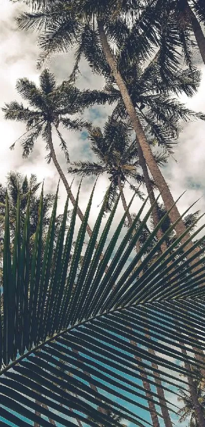 Tropical palm trees under a cloudy sky, creating a serene and scenic view.