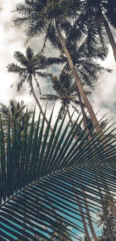 Tropical palm trees with a clear sky