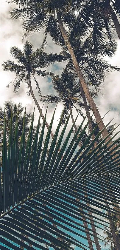 Tropical palm trees under a cloudy sky.