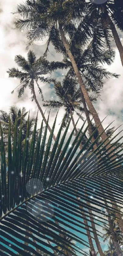 Tropical palm trees with a cloud-specked sky.